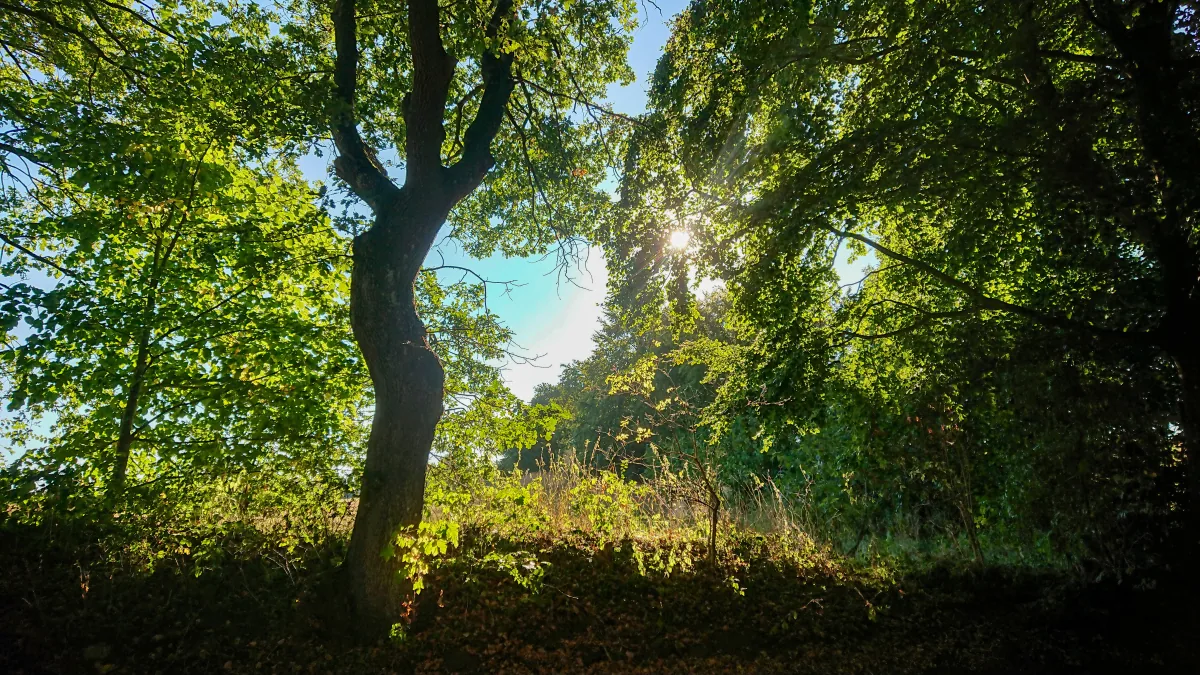 Sonniger Blick durch die Baumkronen am Hof Schoolbek